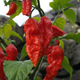 Illustration for article titled So Mr. Ivriniel tried the ghost pepper I grew...